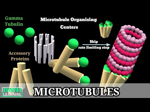 Microtubules | Microtubule Structure & Function | Microtubules Assembly| Microtubule Polymerisation|
