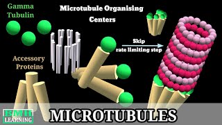 Microtubules | Microtubule Structure & Function | Microtubules Assembly| Microtubule Polymerisation|