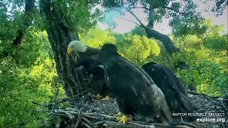 Decorah Eagles- Fish Escapes The Nest Mom Returns With Two Fish