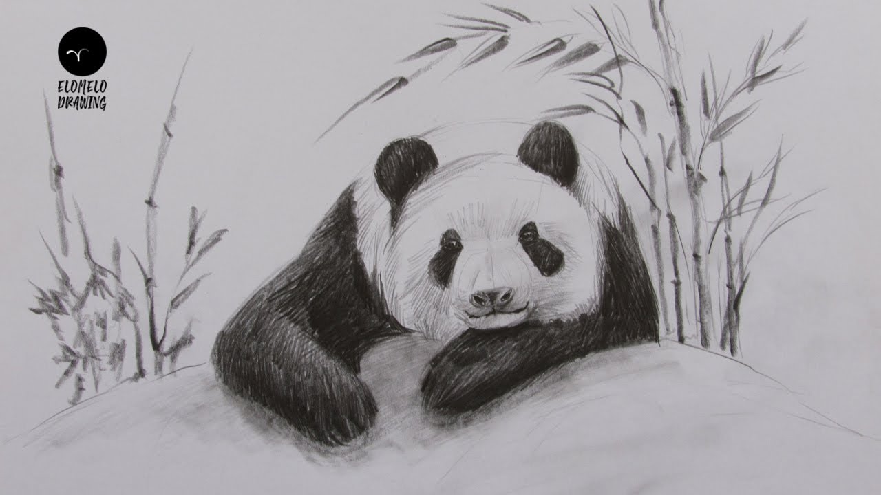 Panda eating bamboo, Giant panda Drawing Cuteness, Cute Panda Drawing,  mammal, pencil, carnivoran png | PNGWing