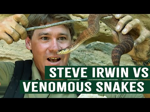 STEVE IRWIN'S CLOSE ENCOUNTERS WITH DEADLY SNAKES