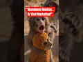 The Baby Monkey That Stole Hearts and Went Viral #punch #viral #babymonkey