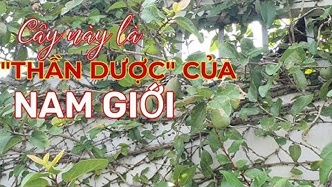 CÂY TRÂU CỔ - "THẦN DƯỢC" CHO NAM GIỚI LUÔN "KHỎE"| Dược liệu Quý Việt Nam