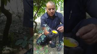 Rose pruning part 2