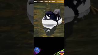 BARROW’S GOLDENEYE | BUCEPHALA ISLANDICA(AUDIO) @DISCOVER WHATZ UNIQUE #Europe #Iceland #AEWA #IUCN