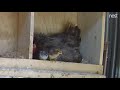 Tucking day old chicks under a broody hen Pt 2