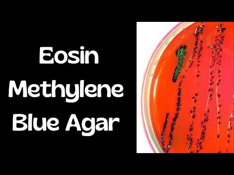Wideo: Jakie 2 barwniki są używane jako składniki w agarze EMB?