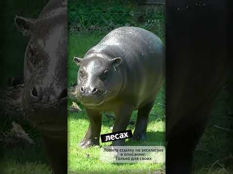 Самые удивительные факты о карликовых бегемотах!