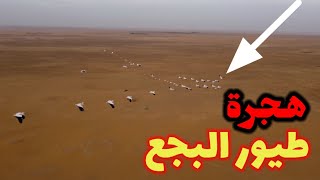 هجرة طيور البجع تعبر الصحراء