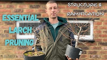 How To: Essential Larch Pruning - Building Structure & Ramification!! #pruning #bonsai #howto #prune