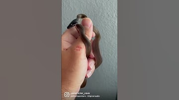 Snakes Misbehaving Badly!