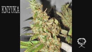 Certified Pothead - Afghan Cow