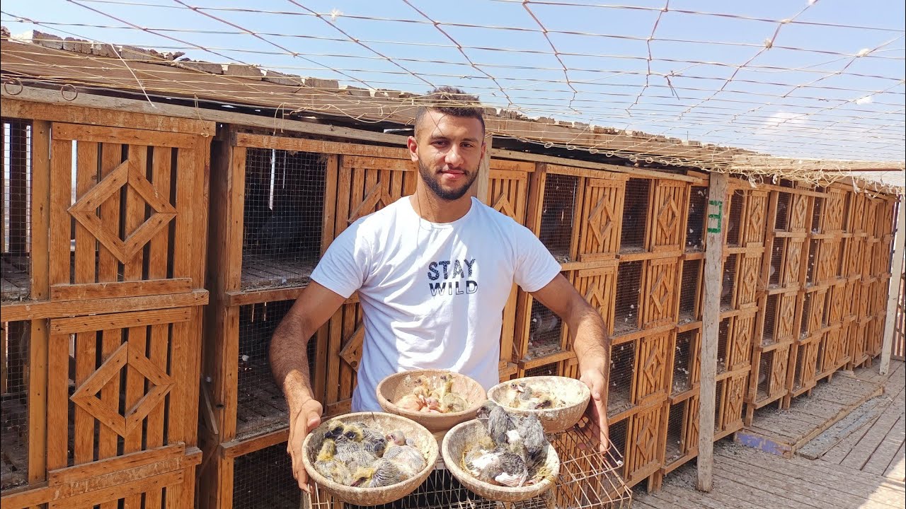 موجود ٧٢ بطل زاجل 😱حمام شغال بزغاليلو💪 عند محمد احمد+201288565244#العناني