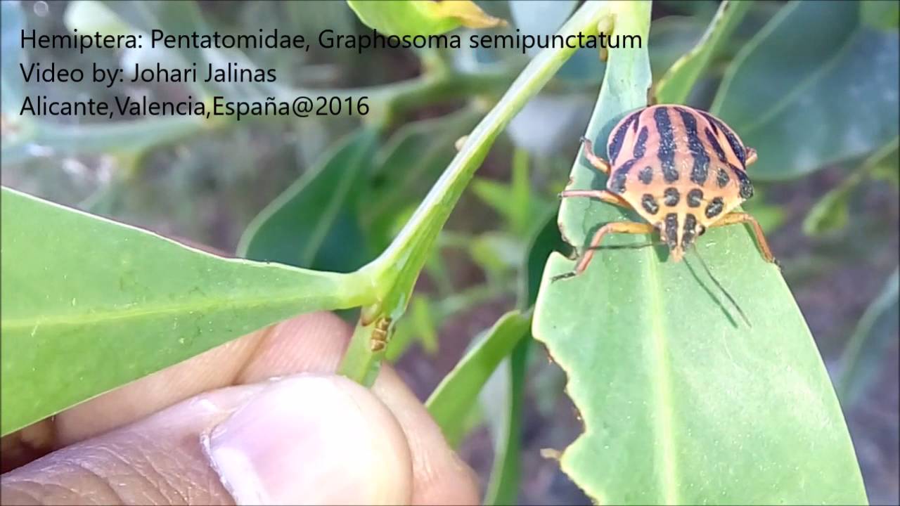 Hemiptera: Pentatomidae, Graphosoma semipunctatum