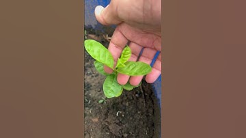 #pinching of little guava plant #short #viral #ytshorts #shortsvideo