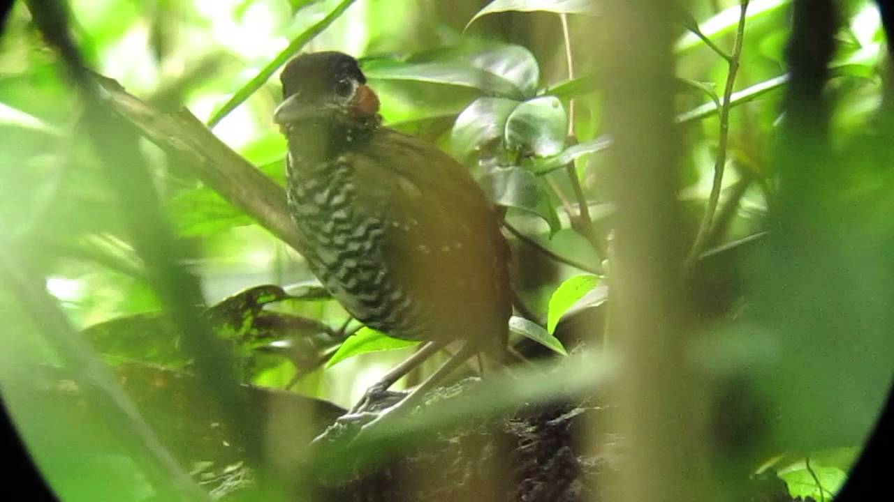 Black-crowned Antpitta - Pittasoma michleri - Darien, Panama 