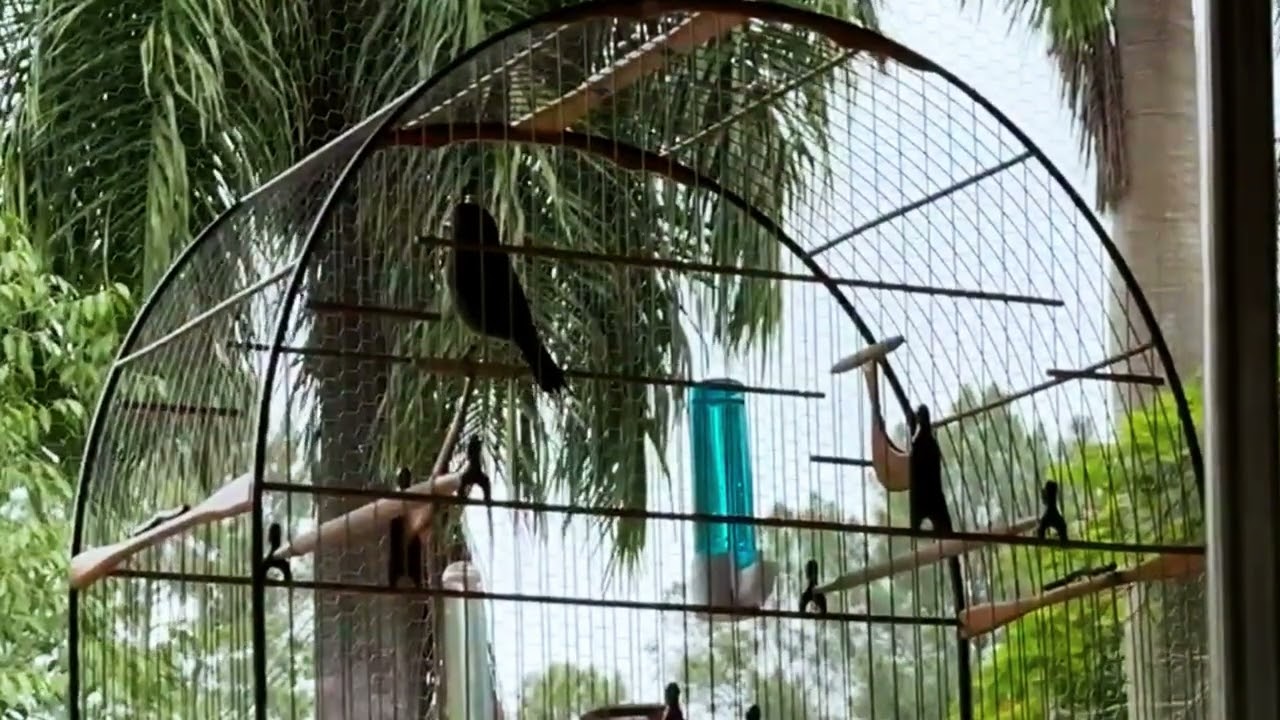 O Brilho do CURIÓ Perfil TORNEIO DOS CAMPEÕES, PARDO SEM REPETIÇÃO o CURIÓ Perfil e Título Histórico