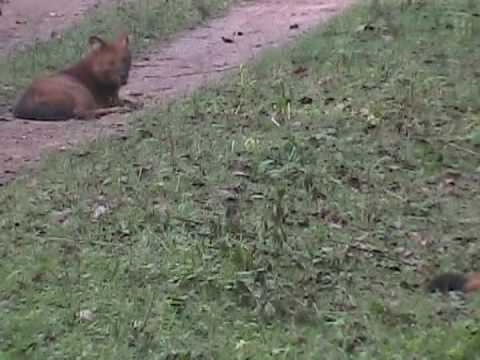 Kollur & Kollur Forest video