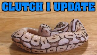 Celebrity CLUTCH #1 UPDATE!!! All the baby ball pythons are out of the eggs, LET'S SEE EM!! Wealth