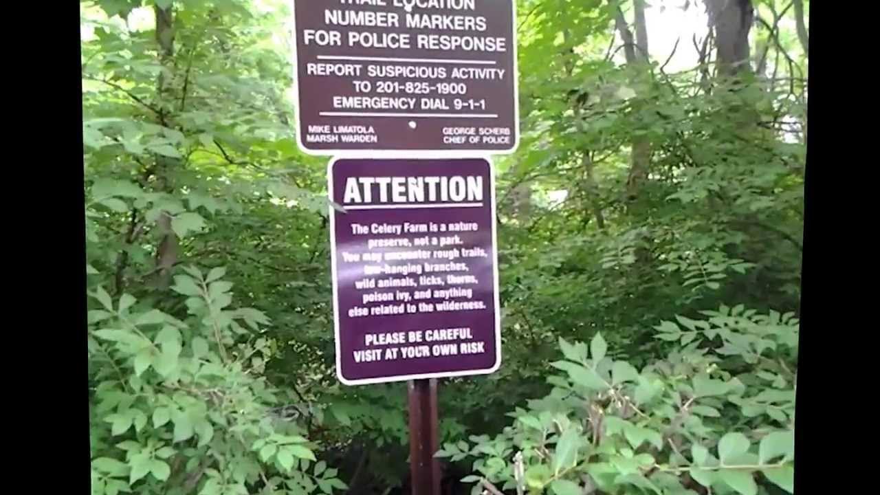 Exploring the Celery Farm in Allendale, New Jersey YouTube