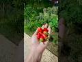 ASMR Pepper Harvest + Plant Growth Story #shorts #organicfarming