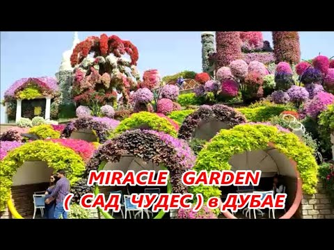 MIRACLE GARDEN 🌺 Сад чудес и цветов в Дубае 2025 г