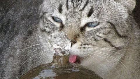 Video 4579301: bengal kitty cat, bengal cat drinking, snow bengal cat, best kitty