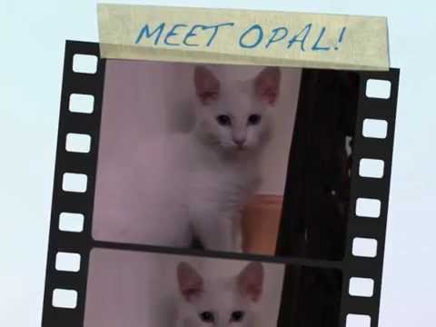 Passion 4 Paws: ADOPT OPAL