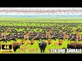 Majestic Wildlife in 4K – Soothing Nature Scenes with Piano &amp; Guitar Melodies | African Wildlife 4K