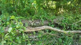 Fallen tree