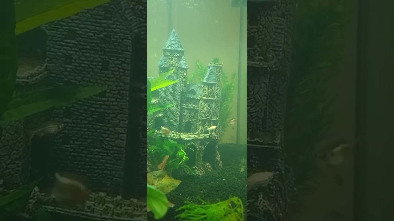 Cold water fish tank