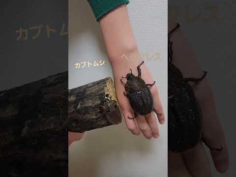 ヘラクレス カブトムシのメスを比べていたら された Shorts 昆虫