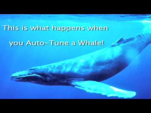 auto-tuned-whale
