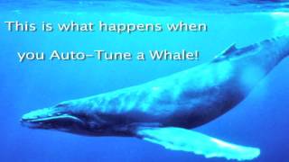 Auto Tuned Whale