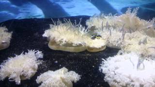 London zoo upside down jelly fish