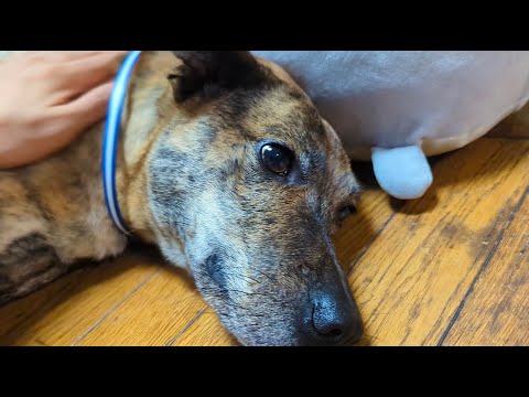 When my rescue hunting dog lost his appetite: 5 days after bringing home a stray puppy, I tried g...