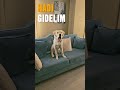 Şans “gidelim mi?” lafını duyunca dayanamıyor 😂