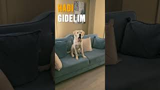 Şans “gidelim mi?” lafını duyunca dayanamıyor 😂