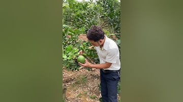 Bưởi rubi Thái Lan trồng tại miền Bắc Việt Nam ! Cây giống Hồng Đức 0966971791