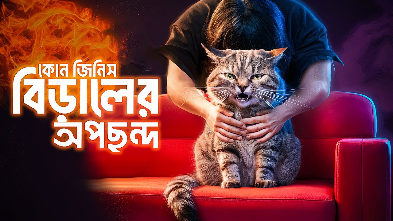 কোন জিনিস বিড়াল সবচেয়ে ঘৃণা করে? | What things do cats hate the most?