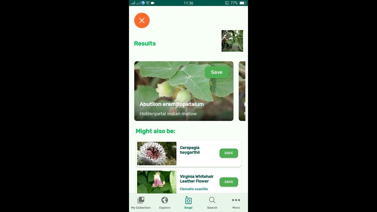 PlantSnap identifies a Hiddenpetal indian mallow (Abutilon eremitopetalum)