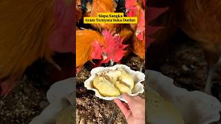 Ayam Kdanung Serbu Duriansiapa Sangka Mereka Suka Raja Buah