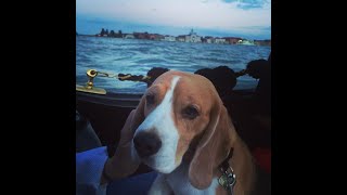 путешествие по Европе в Венецию на автомобиле Мерседес с собакой MOSCOW - HEVIZ - VENEZIA