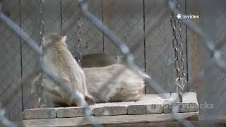 Roar Explore Jungle Rhyme