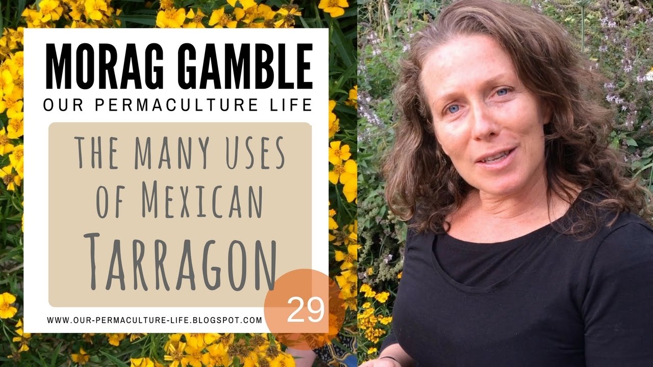 The Many Uses of Mexican Tarragon