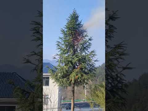 Spontaneous Crown Fire In Green Fir Tree