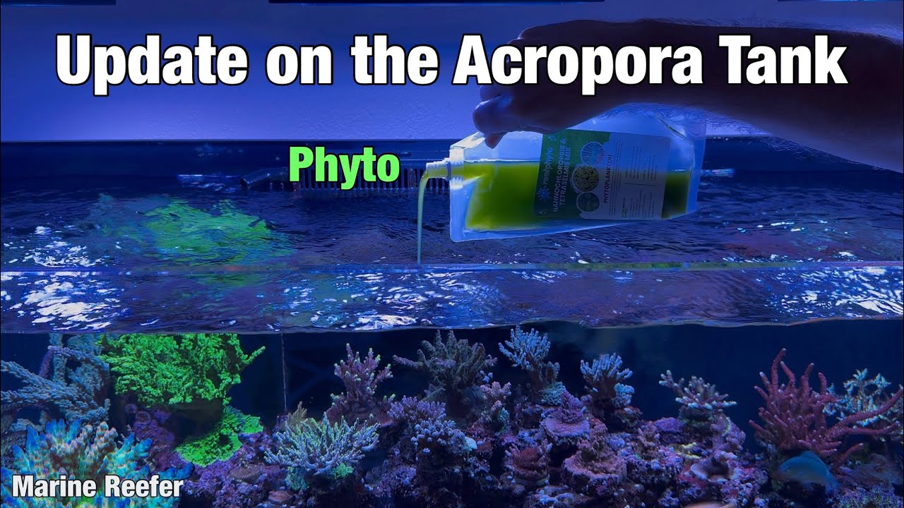 Обновление информации о рифовом аквариуме с акропорами: дозировка фитопланктона.