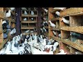 Biggest Pigeon farm in Tamilnadu