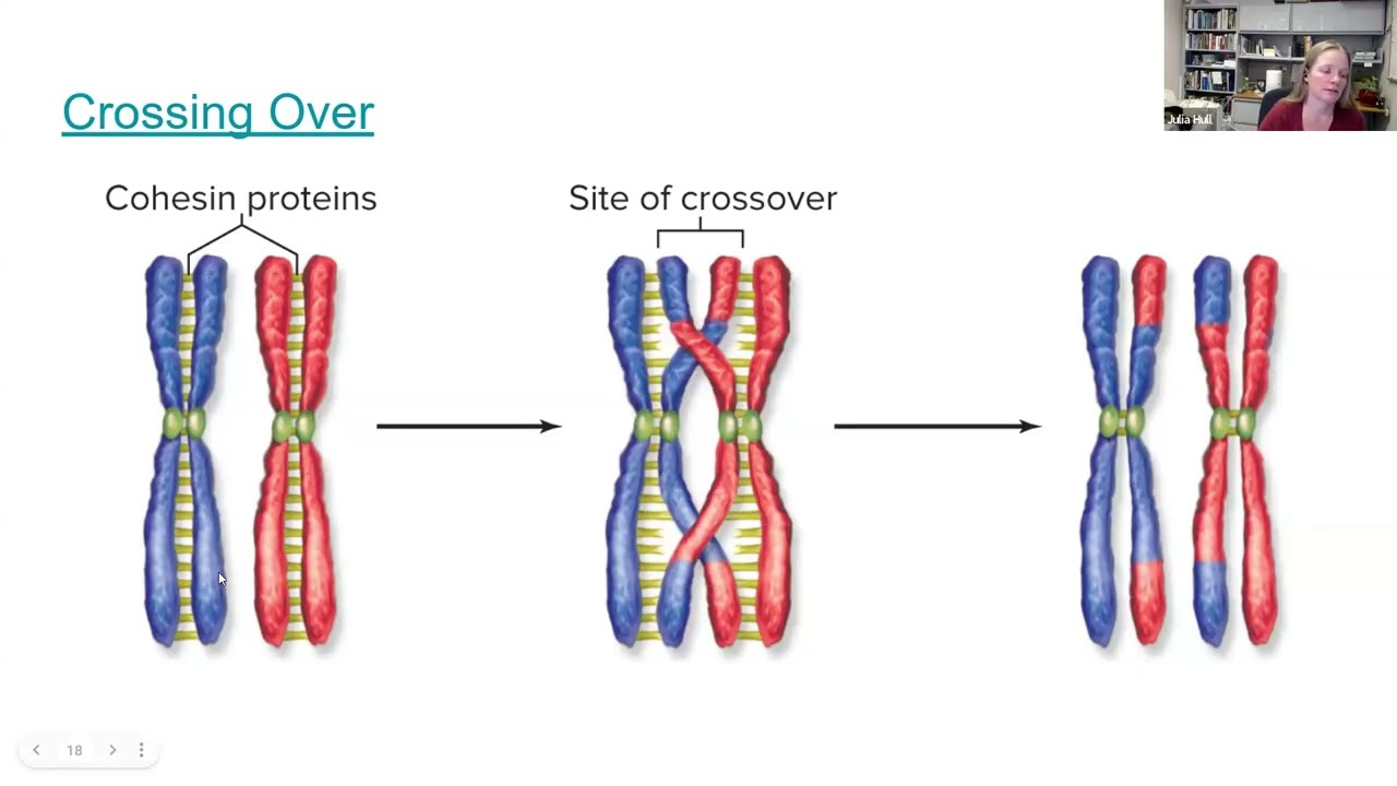 Meiosis I