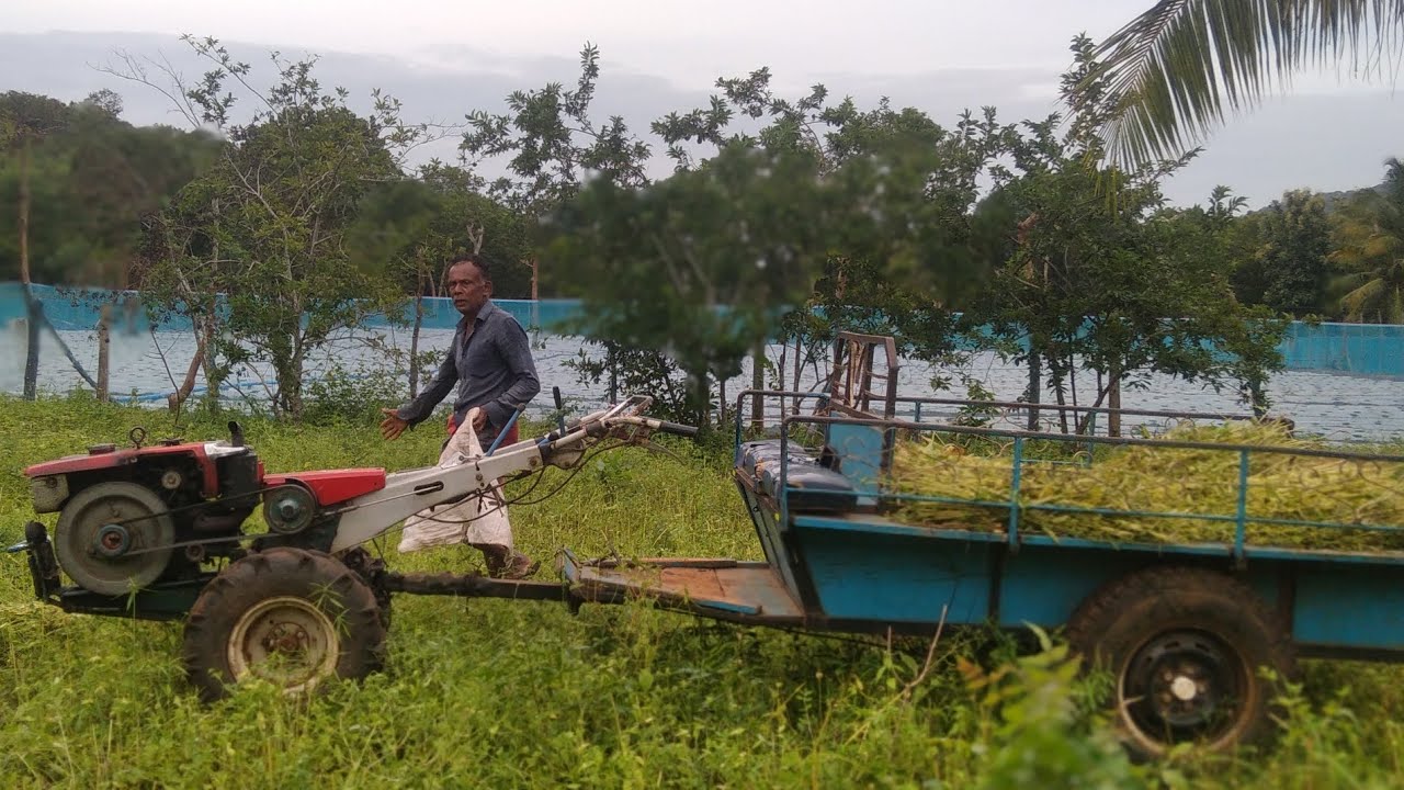  පොකුරු තල අස්වැන්නෙ  අත්තිම දවස චුට් මාමගේ🌾|🌿#vadiya 